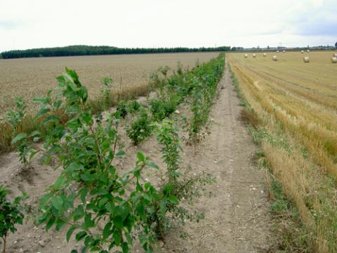 Levende hegn